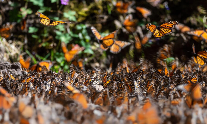Monarch feeding on flower – “A monarch butterfly drinking nectar from a bright purple wildflower.”